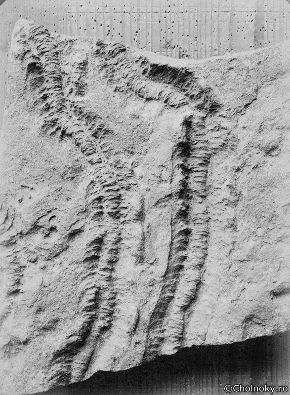 Kol1046.jpg