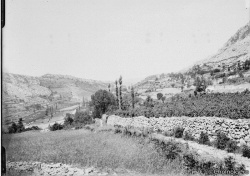 Dal115.jpg